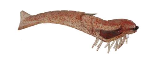 6" SHRIMP - D.O.A. Lures