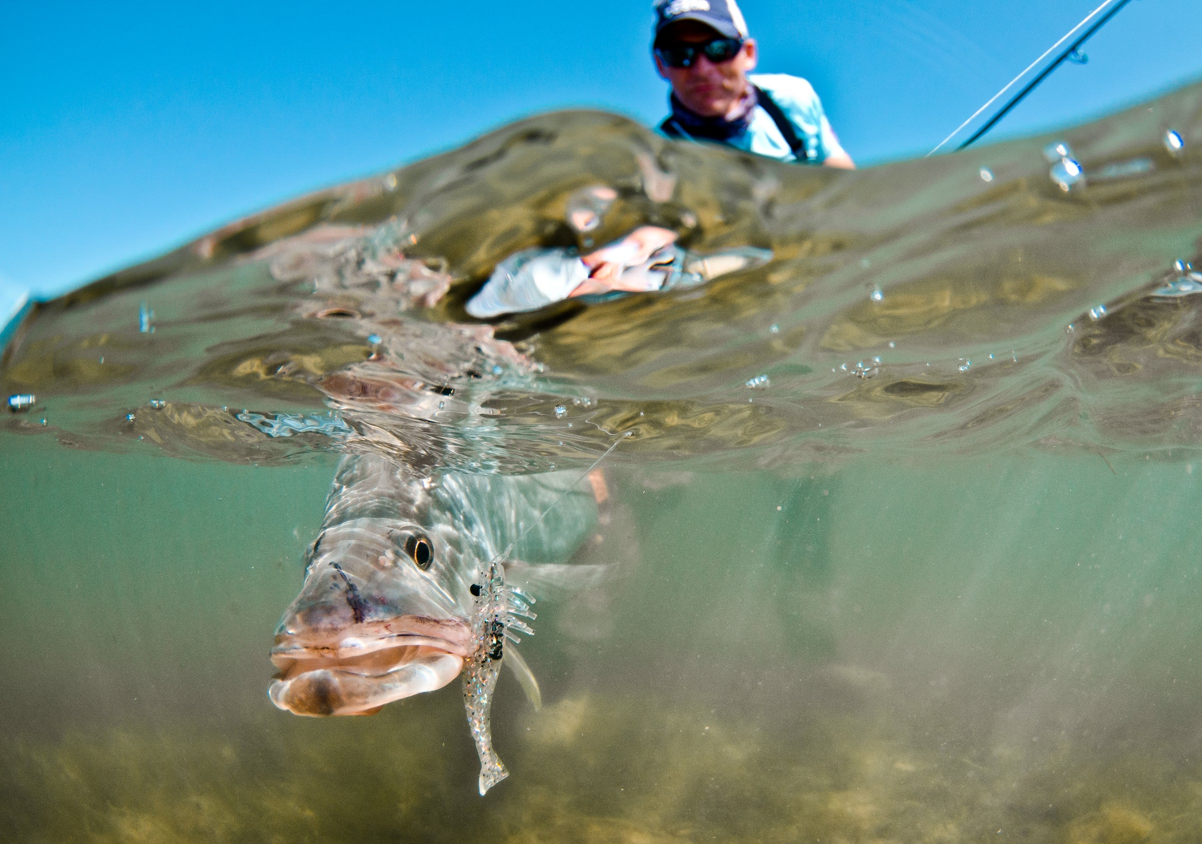 DOA Fishing Lures  312 Near Clear 3” 1/4oz Shrimp! #DOA